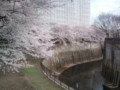 [桜][川と橋]