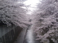 [桜][川と橋]