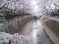 [桜][川と橋]