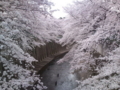 [桜][川と橋]