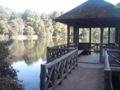 [公園][三宝寺池]石神井公園 三宝寺池