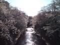 [桜][川と橋]石神井川＠双栄橋