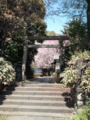 [桜]天祖神社