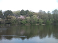 [公園][三宝寺池]石神井公園 三宝寺池