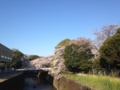 [川と橋][桜]石神井川＠中之橋