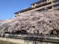 [川と橋][桜]石神井川＠山崎橋