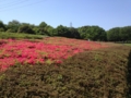 [公園]小金井公園