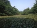 [公園][三宝寺池]石神井公園 三宝寺池