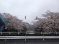 [桜][羽村堰]羽村堰