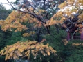 [公園][三宝寺池]石神井公園 三宝寺池