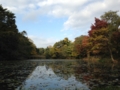 [公園][三宝寺池]石神井公園 三宝寺池