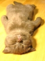 f:id:pinksnow619:20040311205719j:image:medium
