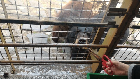 bear
