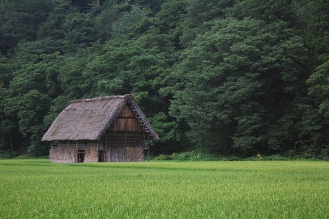 kaigo