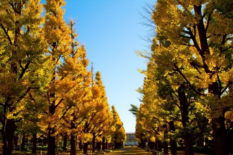 daigaku