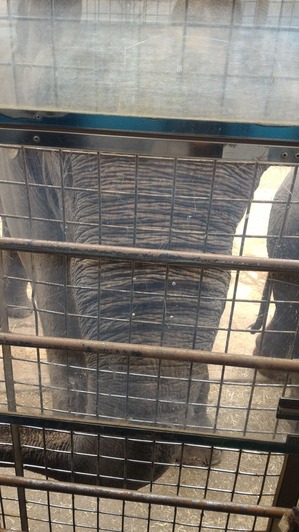 elephant
