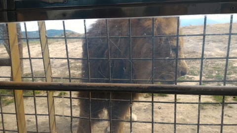 lion