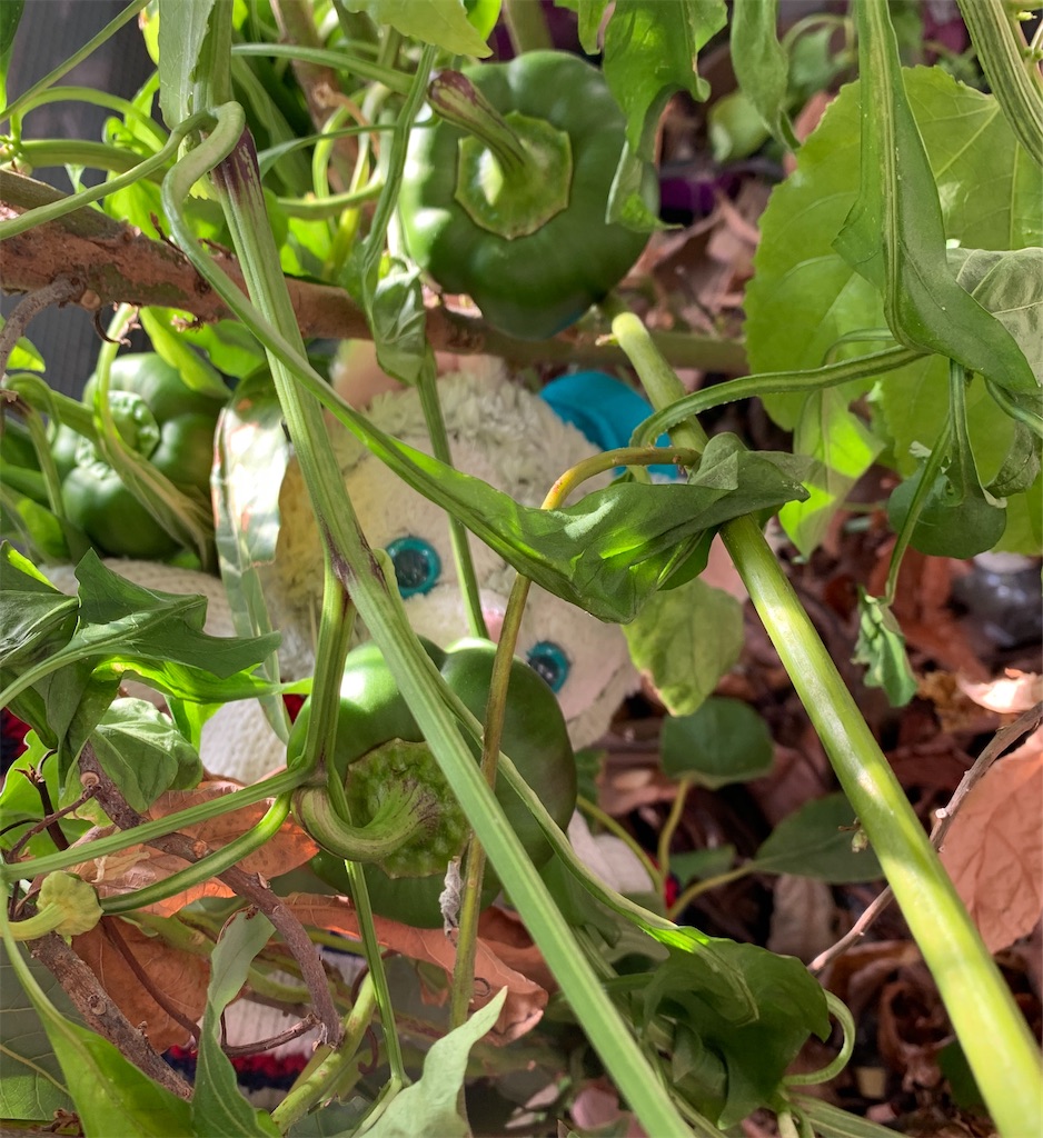 f:id:pinkstrawberryflavor:20201218111447j:plain