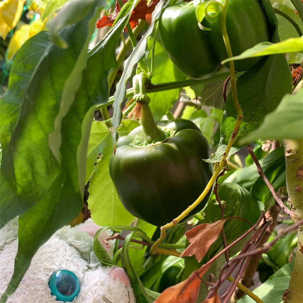 f:id:pinkstrawberryflavor:20201218111458j:plain