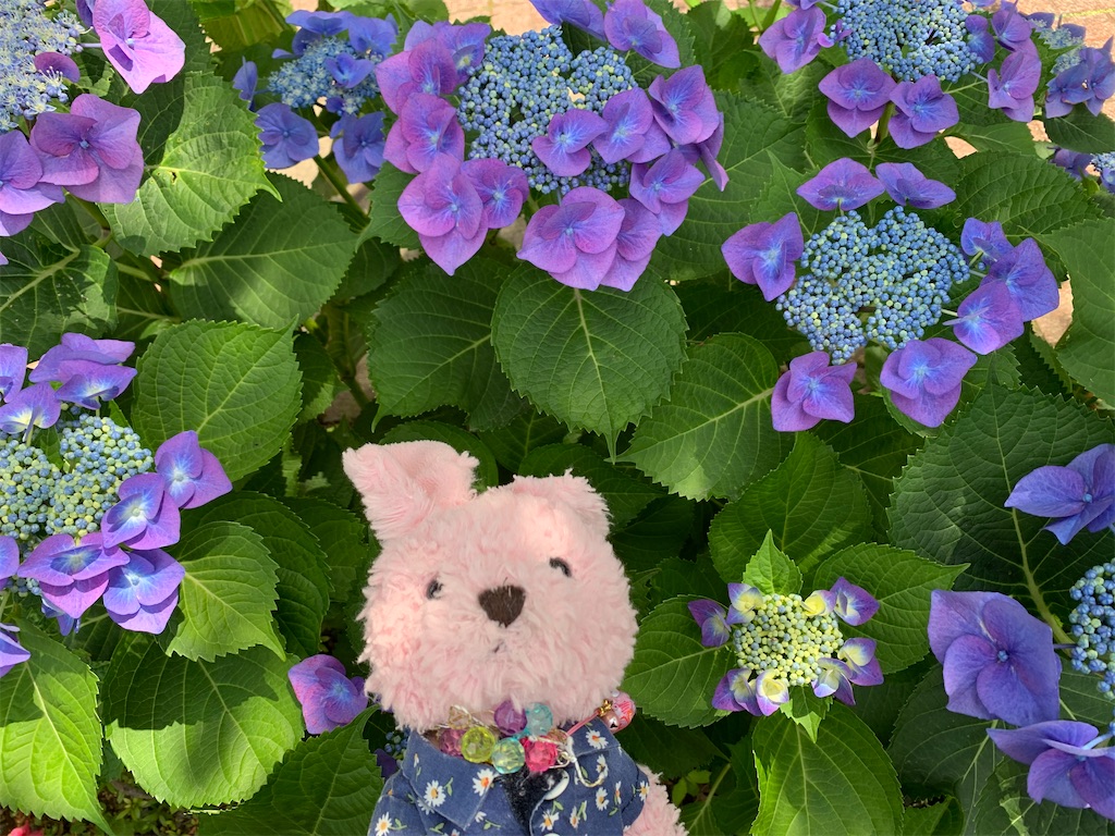 f:id:pinkstrawberryflavor:20210607100452j:image