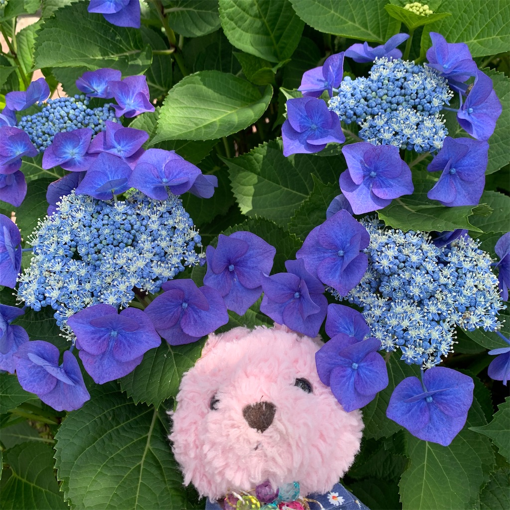 f:id:pinkstrawberryflavor:20210607100456j:image