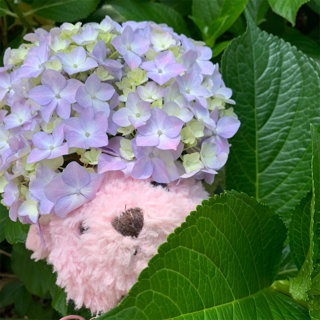 f:id:pinkstrawberryflavor:20210607100459j:image