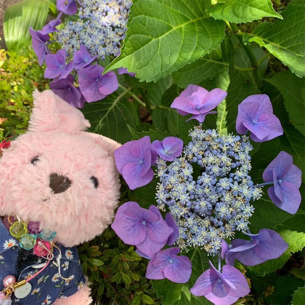 f:id:pinkstrawberryflavor:20210607100502j:image