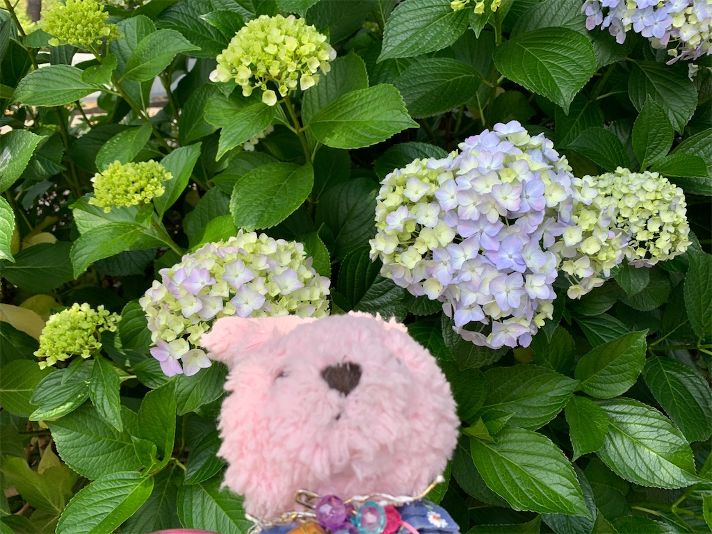 f:id:pinkstrawberryflavor:20210607100506j:image