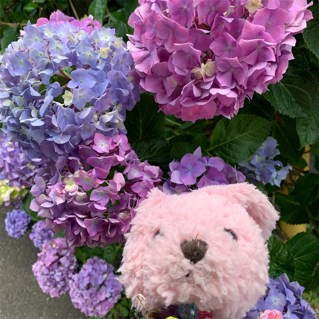 f:id:pinkstrawberryflavor:20210607100510j:image