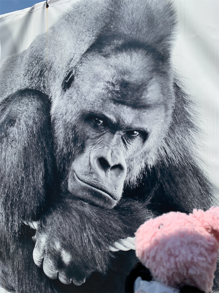暑い日の動物さんとイケメンゴリラさん探し笑 東山動植物園 インド舞踊 絵画モデルで活躍中のねことぬいぐるみの人形劇ブログ ねこのピンクハッピーライフ