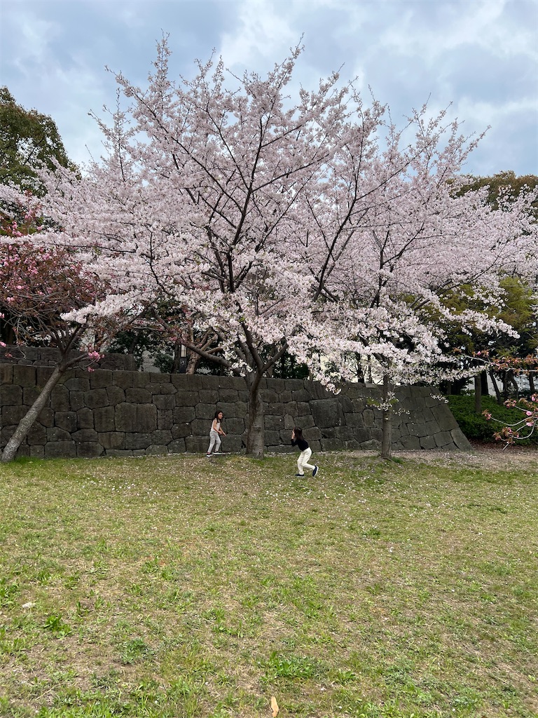 f:id:pinktower:20250411234757j:image