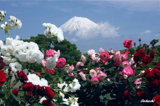f:id:pinkypop:20240620195510j:image