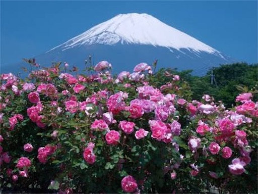 f:id:pinkypop:20240620195513j:image