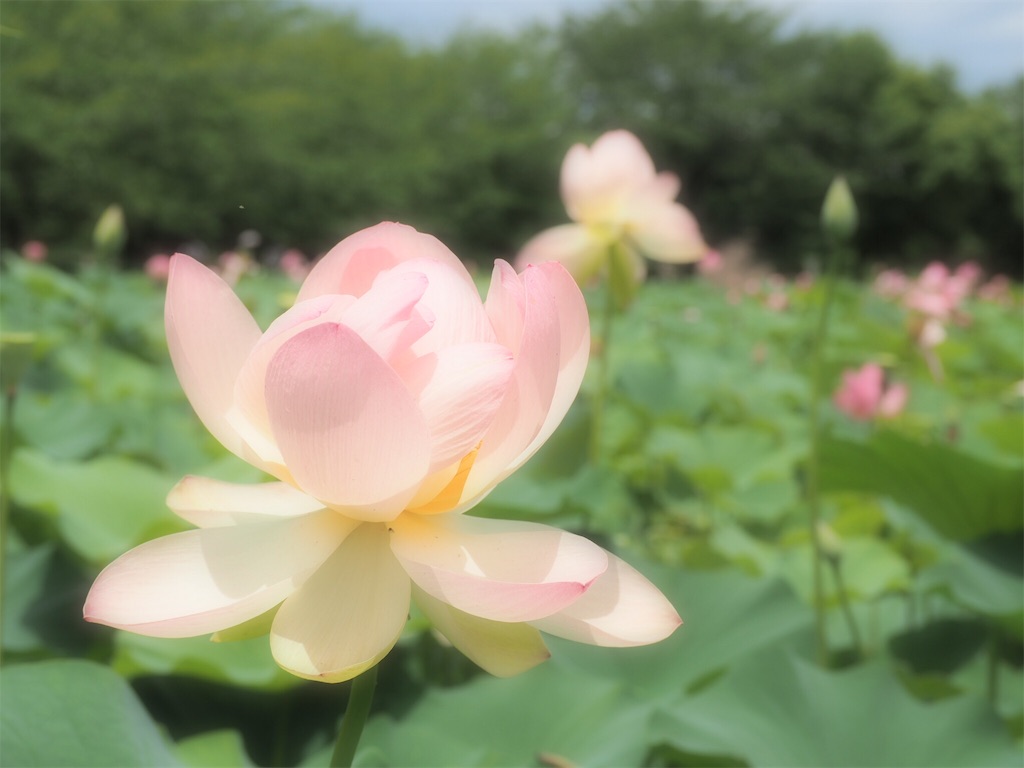 f:id:pinkyring11:20170702193803j:image f:id:pinkyring11:20170702193803j:image