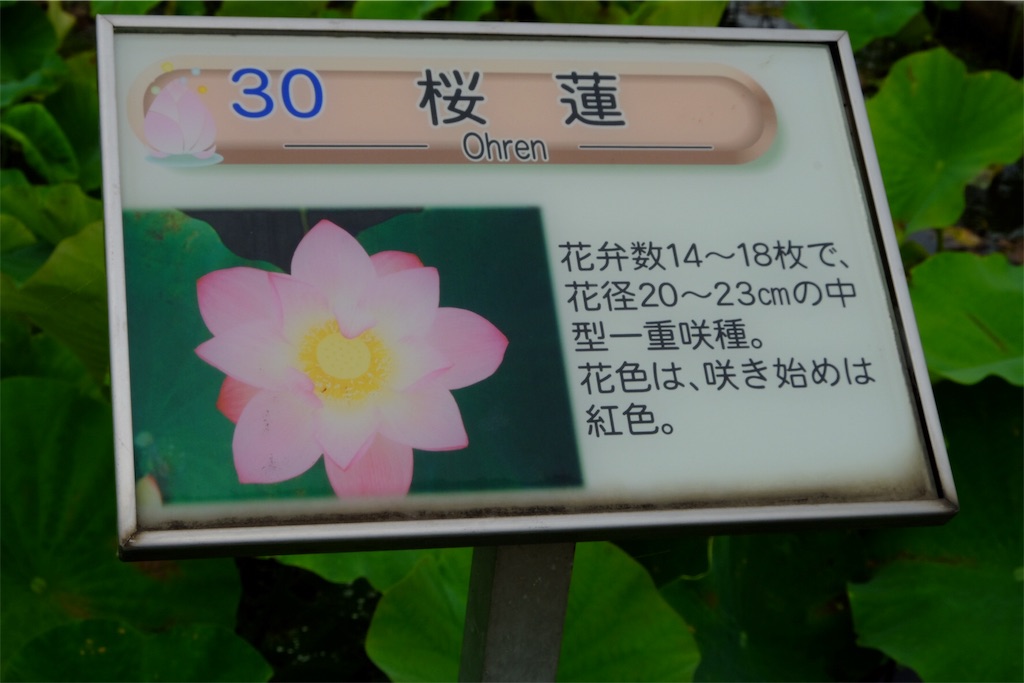 f:id:pinkyring11:20170704122133j:image f:id:pinkyring11:20170704122133j:image