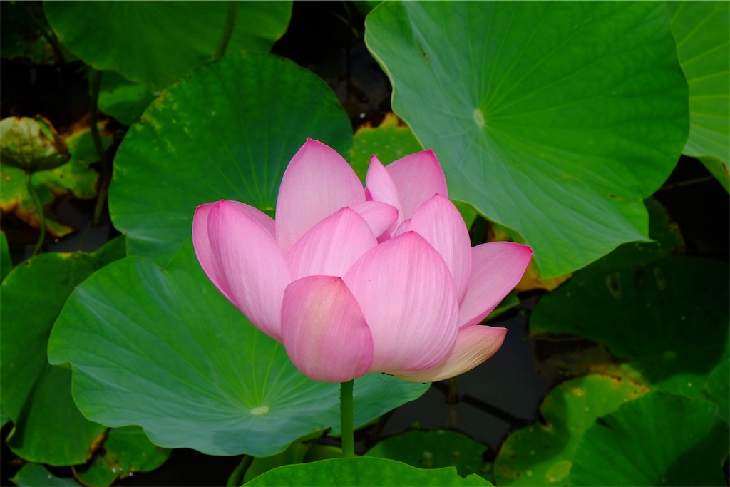 f:id:pinkyring11:20170704122308j:image f:id:pinkyring11:20170704122308j:image