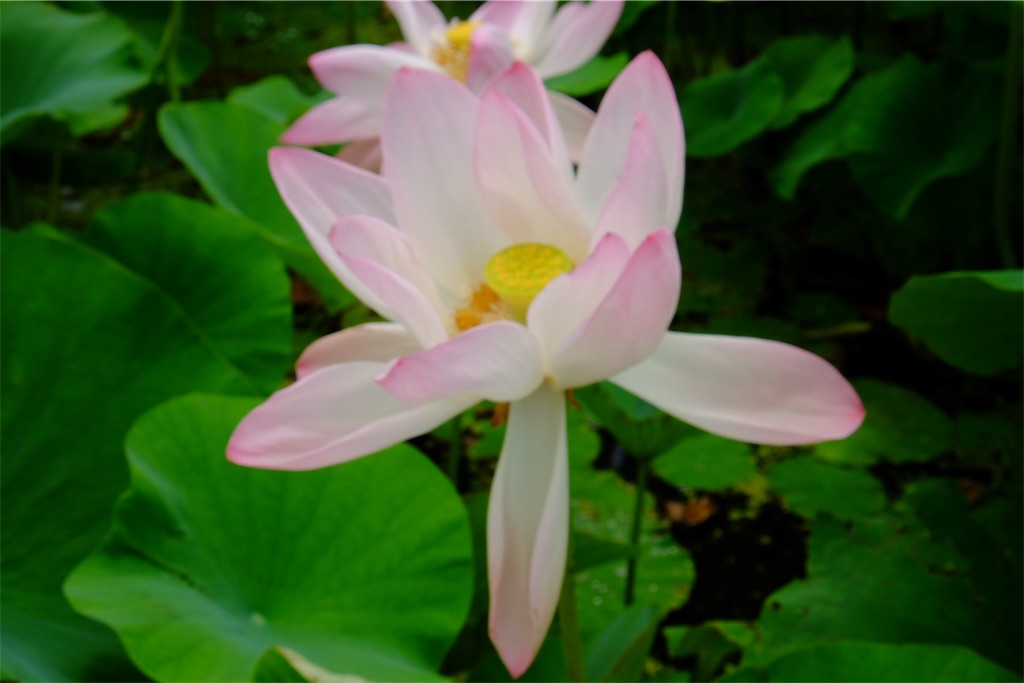 f:id:pinkyring11:20170704122353j:image f:id:pinkyring11:20170704122353j:image