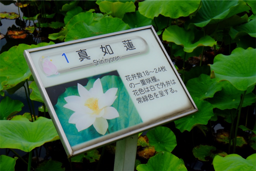 f:id:pinkyring11:20170704210848j:image f:id:pinkyring11:20170704210848j:image