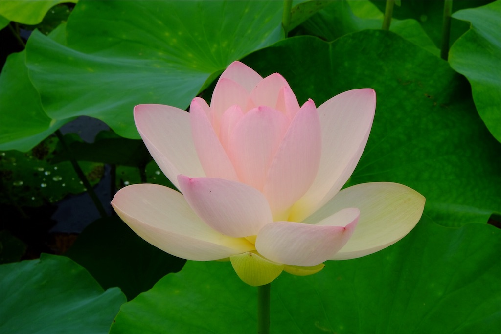 f:id:pinkyring11:20170704211531j:image f:id:pinkyring11:20170704211531j:image
