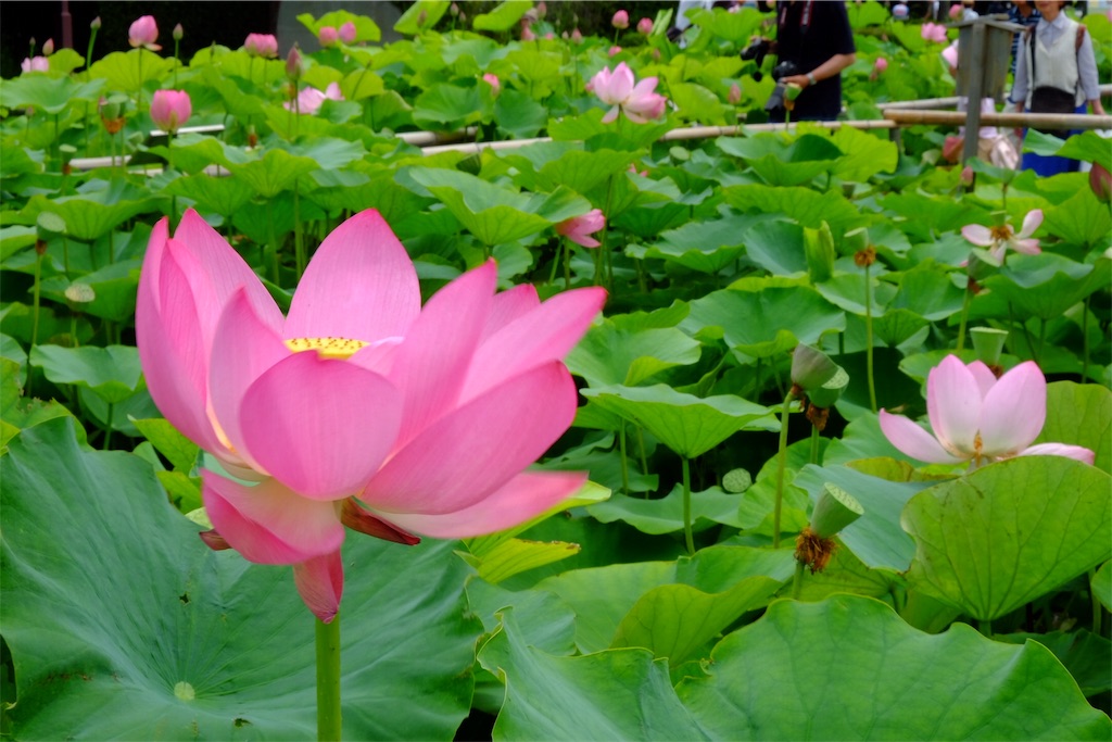 f:id:pinkyring11:20170704211659j:image f:id:pinkyring11:20170704211659j:image