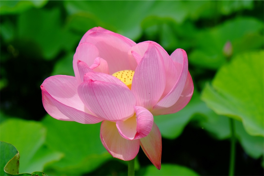 f:id:pinkyring11:20170704211913j:image f:id:pinkyring11:20170704211913j:image