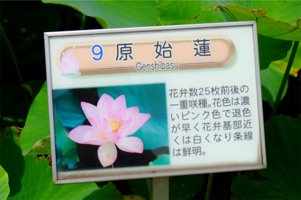 f:id:pinkyring11:20170704211934j:image f:id:pinkyring11:20170704211934j:image