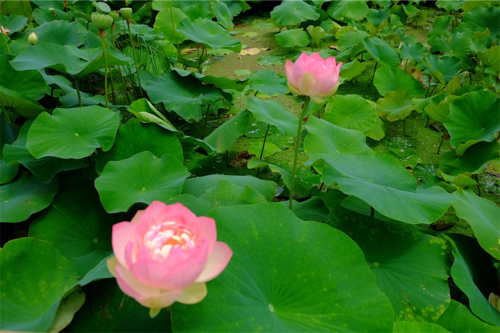 f:id:pinkyring11:20170704212102j:image f:id:pinkyring11:20170704212102j:image