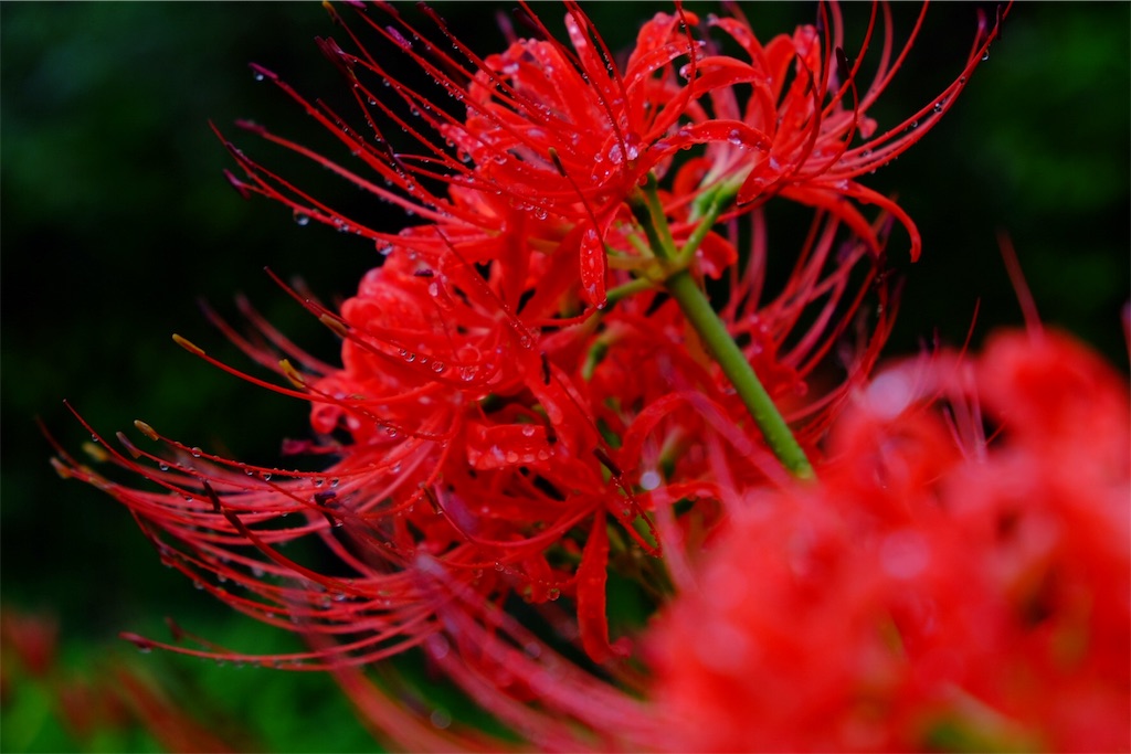 55 鎌倉 英勝寺 曼珠沙華 彼岸花 休日なにしよう どこいこう