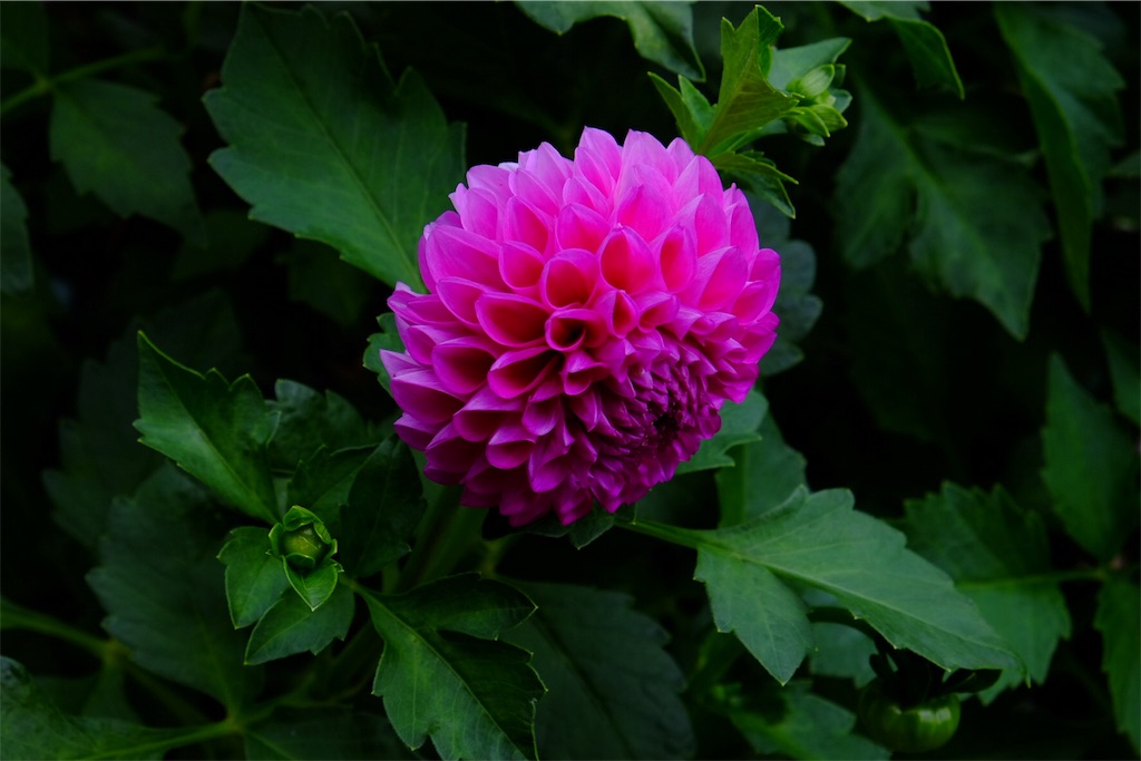 f:id:pinkyring11:20170926071813j:image f:id:pinkyring11:20170926071813j:image