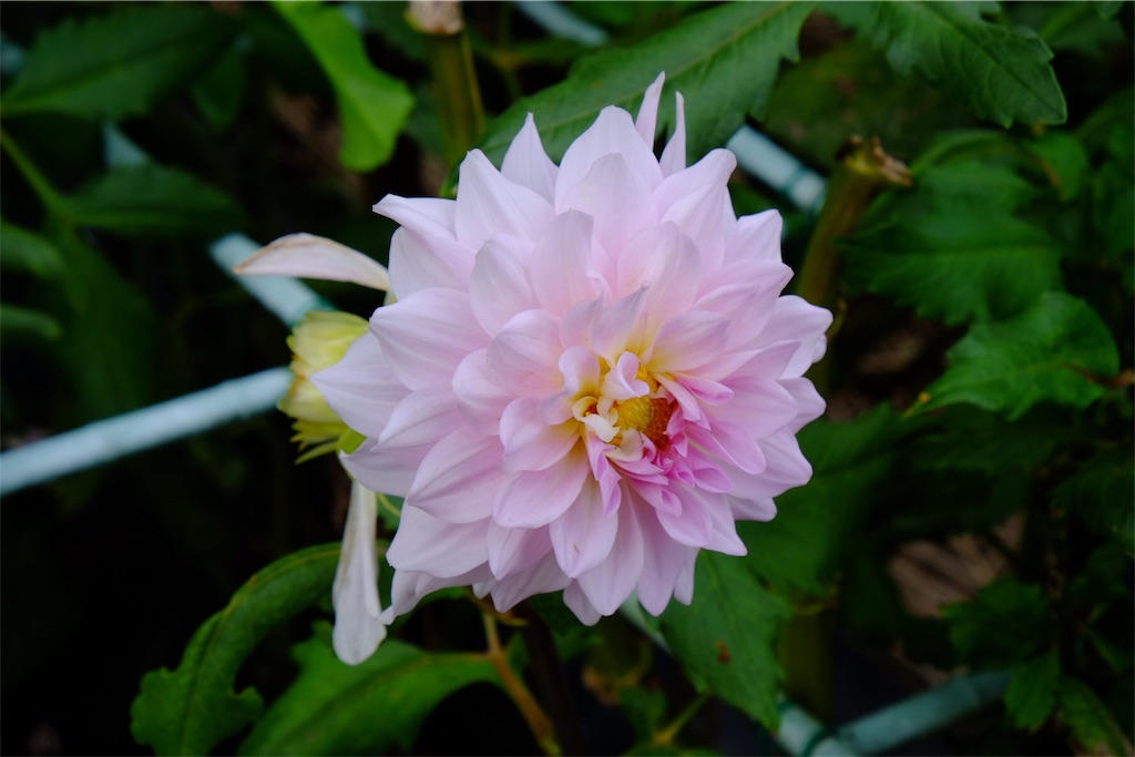 f:id:pinkyring11:20170926071931j:image f:id:pinkyring11:20170926071931j:image