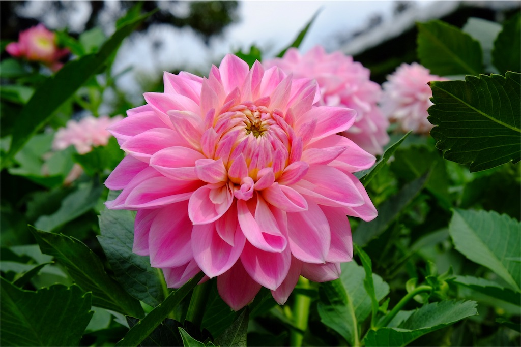 f:id:pinkyring11:20170926122425j:image f:id:pinkyring11:20170926122425j:image