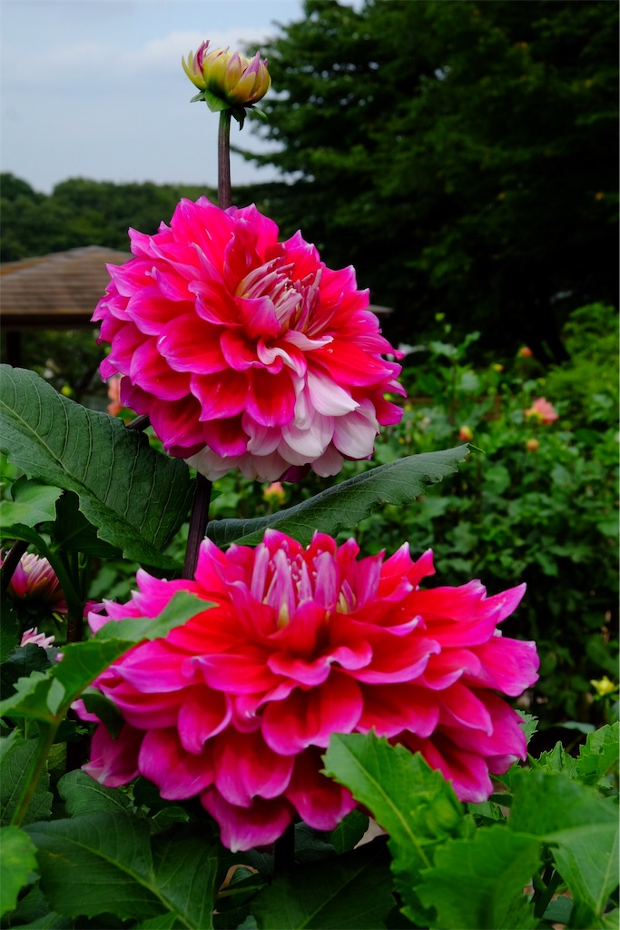 f:id:pinkyring11:20170926123200j:image f:id:pinkyring11:20170926123200j:image