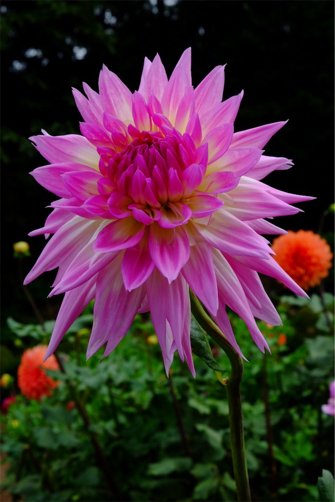 f:id:pinkyring11:20170926123319j:image f:id:pinkyring11:20170926123319j:image