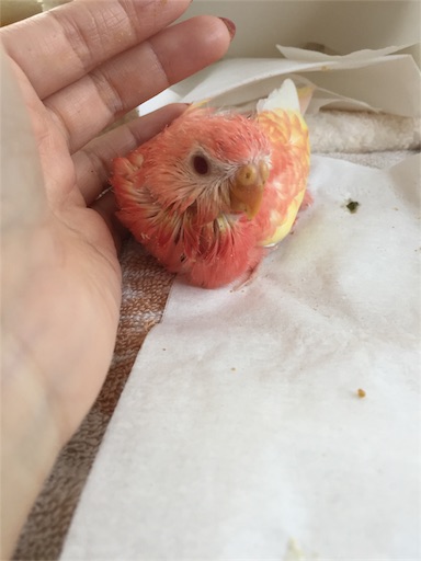 インコの挿し餌拒否 強制給餌に大奮闘 ピンク色のインコと私のブログ